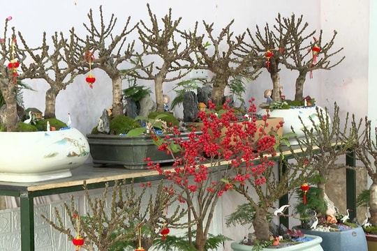 Công phu nghề trồng đào Thất Thốn