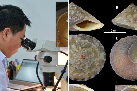 Công bố loài ốc cạn mới cho khoa học từ hang động Sơn Đoòng, tỉnh Quảng Bình