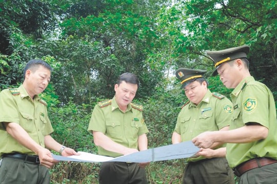 Thái Nguyên: Tăng cường công tác quản lý, bảo vệ và phát triển rừng