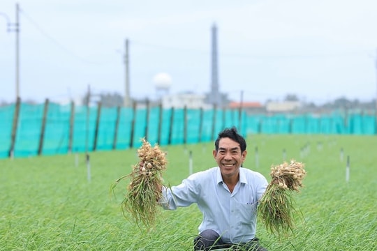 Nam Ngư cùng bà con đảo Lý Sơn đón Tết nối dài niềm vui vụ mùa bội thu 