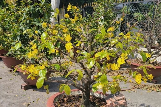 "Thủ phủ" mai vàng của TP. Hồ Chí Minh sẵn sàng vào mùa Tết