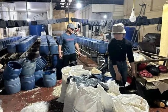 Khởi tố chủ cơ sở sản xuất 30 tấn giá đỗ có sử dụng chất cấm