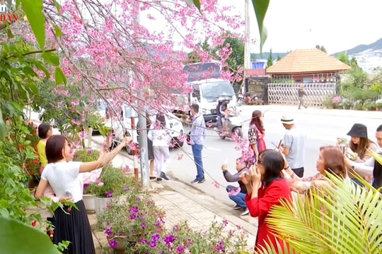 Mai anh đào Đà Lạt rực hồng đón xuân