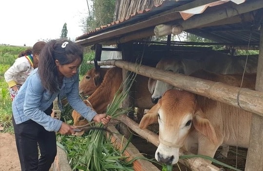 Gia Lai tập trung nguồn lực giảm nghèo