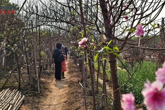 Làng đào Nhật Tân tấp nập, nhiều cây 'được giá' khi 'hồi sinh' sau bão Yagi