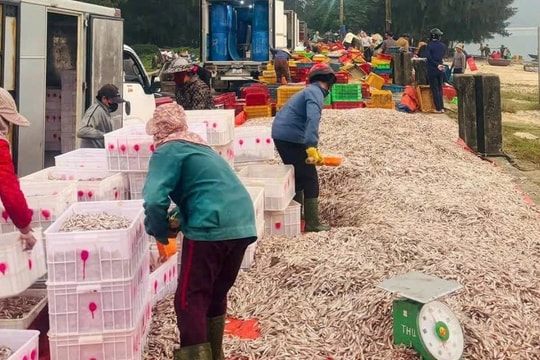 Ngư dân Hà Tĩnh trúng đậm mẻ cá cơm ngày sát Tết