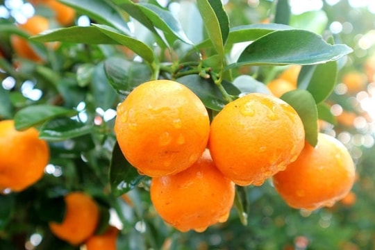 Quất Tứ Liên – mang mùa xuân sung túc đến mọi nhà