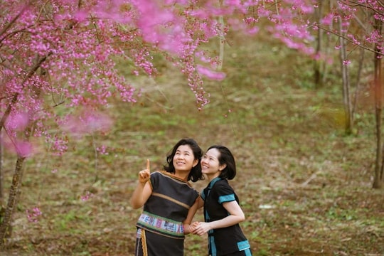 Mai anh đào nhuộm hồng thiên đường du lịch Măng Đen