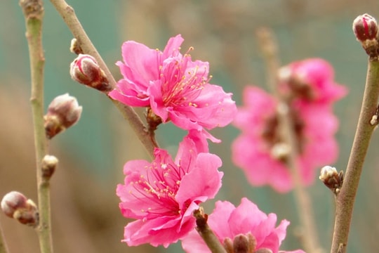 Đỏ thắm sắc đào Nhật Tân ngày xuân