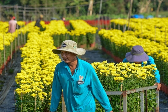 Người dân ở làng hoa lớn nhất TP. Hồ Chí Minh phấn khởi đón Tết