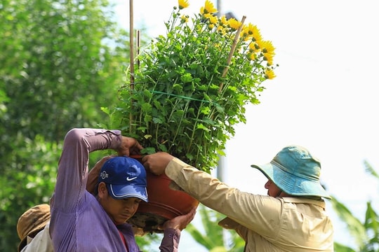 Làng hoa Tết lớn nhất Đồng Nai hối hả đưa sắc xuân đến mọi nhà