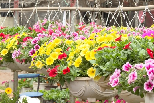 Đằm thắm, rực rỡ sắc hoa Xuân Quan