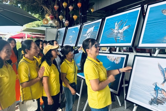 Triển lãm ảnh nghệ thuật "Nhạn và hải âu Kiên Giang"