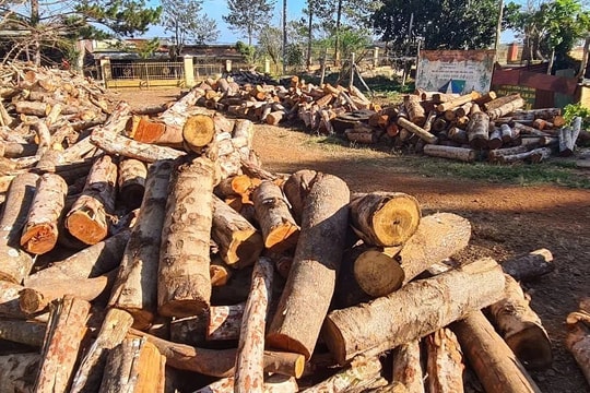 Gần 600 cây gỗ bị đốn hạ dọc đường tuần tra biên giới ở Đắk Nông