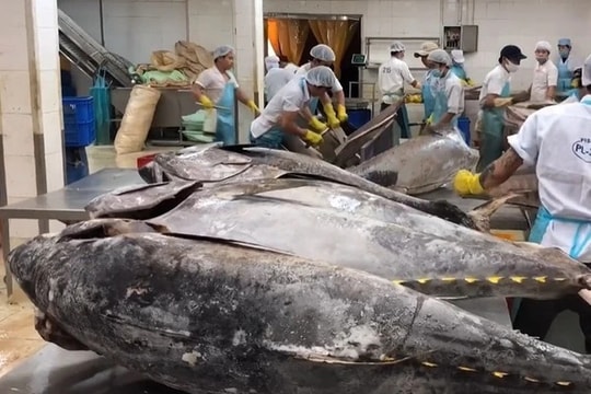 Xuất khẩu cá ngừ kỳ vọng tăng trưởng mạnh