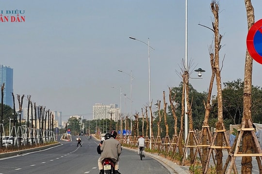 Hàng loạt cây xanh "khô héo" trên tuyến đường hơn 700 tỷ đồng vừa thông xe tại Hà Nội
