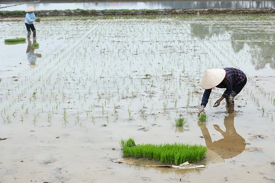 Trên 92% tổng diện tích gieo cấy lúa vụ Đông Xuân đã đủ nước 