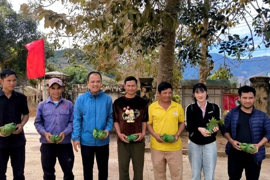 Cấp hơn 3.000 cây giống sâm Ngọc Linh cho hộ đồng bào DTTS ở Kon Tum