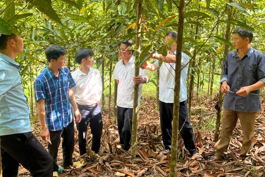 Thúc đẩy tăng trưởng nông nghiệp hàng hóa