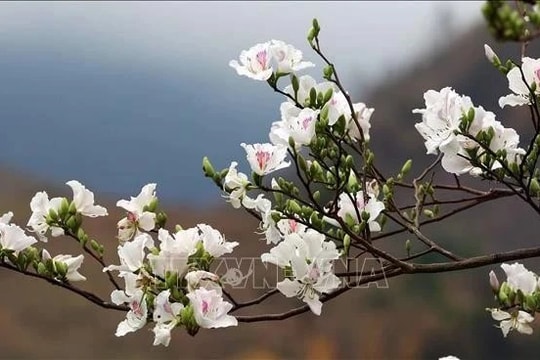 Ban Flower festival expected to wow spectators