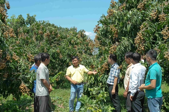 Tăng năng suất nhờ NPK Cà Mau công nghệ Poly Phosphate