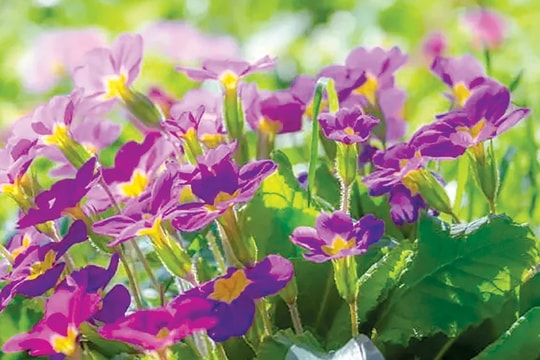 Hỏi - Đáp: Chính quyền địa phương tổ chức và hoạt động theo nguyên tắc nào?