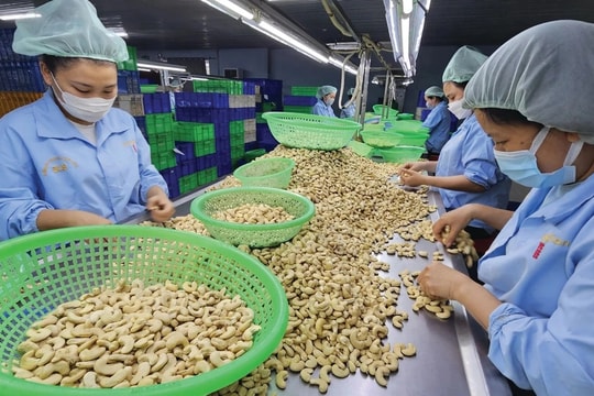 Doanh nghiệp muốn được tập huấn về chính sách xanh của EU