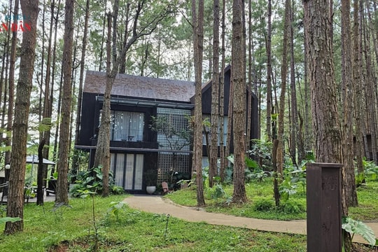 Lâm Đồng thu hồi 45 dự án cho thuê môi trường rừng nhưng hoạt động không hiệu quả