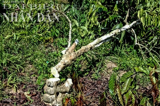 Hộ dân tại Đắk Nông kêu cứu vì vườn cà phê liên tiếp bị kẻ xấu chặt hạ