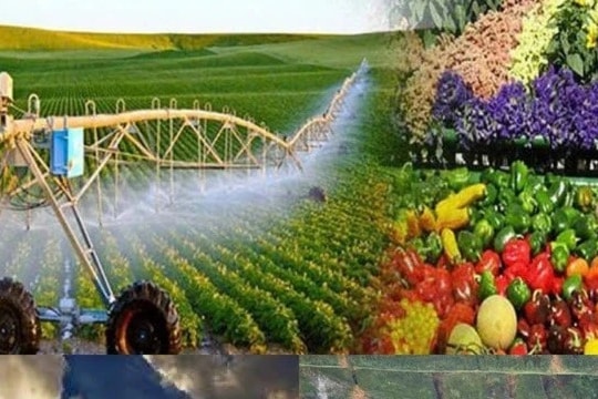 Quy định chức năng, nhiệm vụ, quyền hạn và cơ cấu tổ chức của Bộ Nông nghiệp và Môi trường