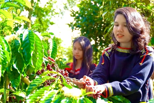 Tri thức trồng và chế biến cà phê Đắk Lắk được công nhận Di sản văn hóa phi vật thể quốc gia