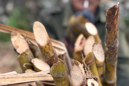 Nghệ An: Người dân trồng mía "ngồi trên lửa" vì nhà máy chậm thu mua