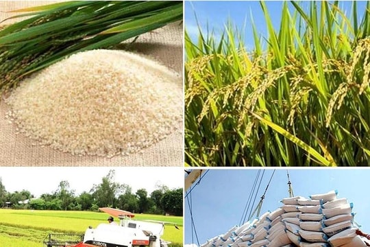 Khẩn trương thực hiện các giải pháp bảo đảm cân đối cung cầu lúa gạo