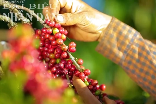 Công nhận tri thức trồng và chế biến cà phê Đắk Lắk là Di sản văn hóa phi vật thể quốc gia