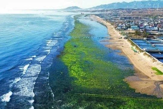  Vẻ đẹp thơ mộng cánh đồng rong biển Ninh Thuận