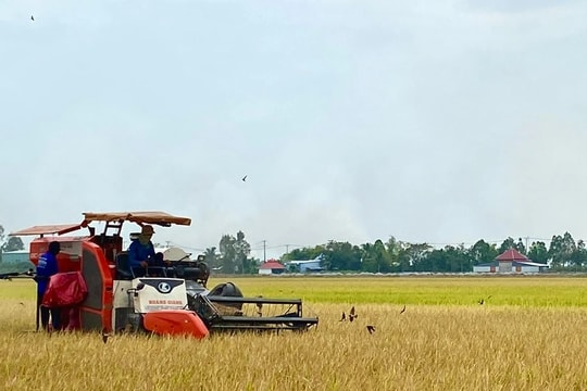 Agribank đẩy mạnh cho vay sản xuất, kinh doanh lúa gạo