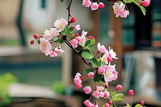 Theo quy định pháp luật hiện hành, việc ĐBQH, đại biểu HĐND các cấp cùng tiếp xúc cử tri được tổ chức như thế nào?