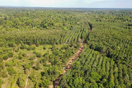 Đồng Nai nghiên cứu làm đường trên cao xuyên qua khu bảo tồn để kết nối với Bình Phước