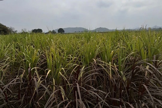 UBND huyện Tân Kỳ (Nghệ An) chỉ đạo đẩy nhanh tiến độ vụ nhà máy chậm thu mua mía cho người dân