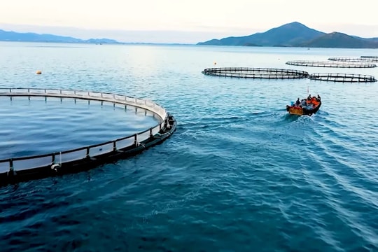 Khánh Hòa phát triển 23 khu vực phát triển nuôi biển công nghệ cao