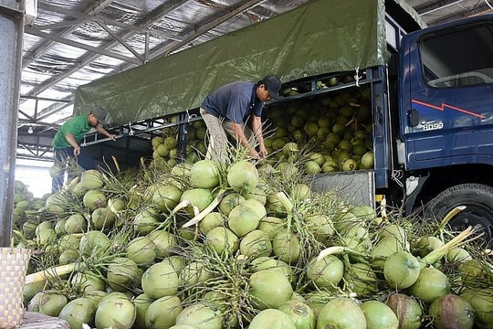 Thu hút đầu tư vào nhà máy chế biến sản phẩm từ dừa