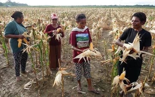 Indonesia approves 7 billion USD budget for food security in 2025