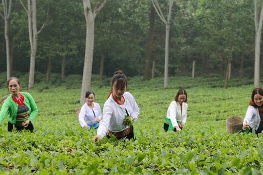 Tiên phong dẫn dắt, phát triển đột phá