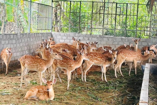 Hà Tĩnh: Nhung hươu giúp người dân vươn lên làm giàu