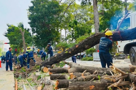 Chủ tịch UBND TP. Hồ Chí Minh chỉ đạo xử lý vụ thi công vỉa hè khiến nhiều cây xanh bị đốn hạ
