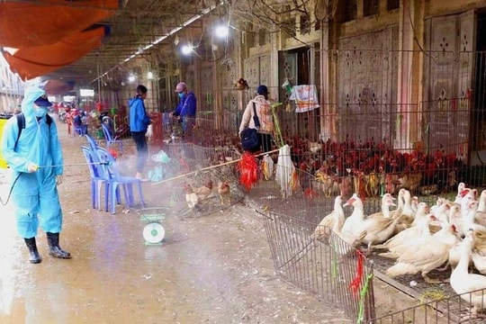 Thủ tướng chỉ đạo triển khai đồng bộ các giải pháp phòng, chống dịch bệnh gia súc, gia cầm