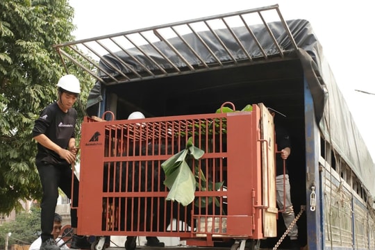 Cứu hộ thành công 3 cá thể gấu ngựa về Vườn quốc gia Bạch Mã