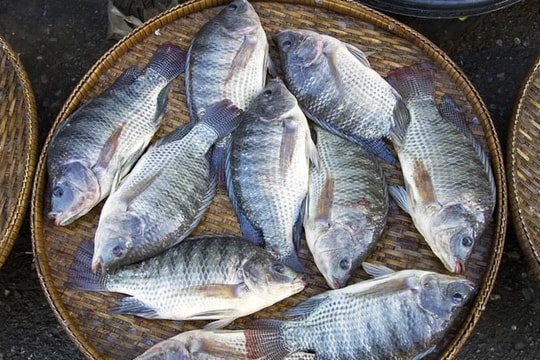 Cải thiện chất lượng giống, đưa cá rô phi thành mặt hàng xuất khẩu chủ lực