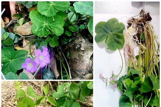 Nhổ cây me đất sắc nước uống, người phụ nữ suy thận nguy hiểm 