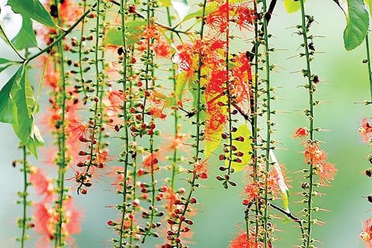 Tiếp xúc cử tri trước và sau kỳ họp bất thường của Quốc hội được tiến hành khi nào?